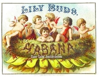 Lily Buds- cigar box label