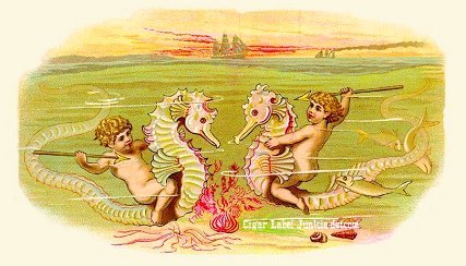 Sea Horses-cigar box label
